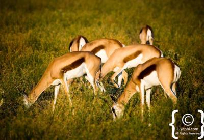Greater kudu antelope Madikwe Game Reserve North West Province South Africa
