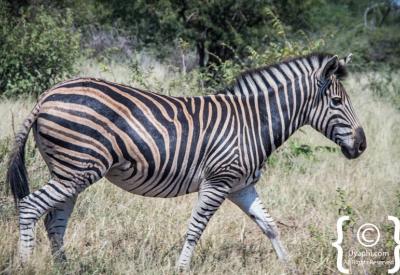 Greater kudu antelope Madikwe Game Reserve North West Province South Africa