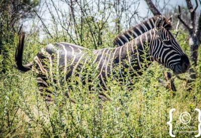 Mixed wildlife at waterhole Madikwe Game Reserve malaria-free Big Five South Africa