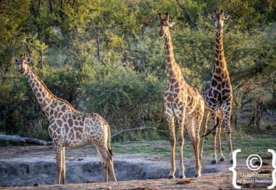 Mixed wildlife at waterhole Madikwe Game Reserve malaria-free Big Five South Africa