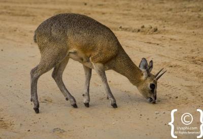 Small mammal wildlife Madikwe Game Reserve North West Province South Africa