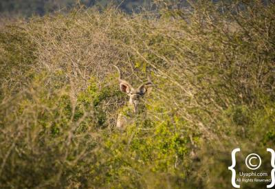 Small mammal wildlife Madikwe Game Reserve North West Province South Africa