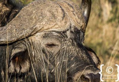 Wildlife open savannah Madikwe Game Reserve malaria-free South Africa game drive
