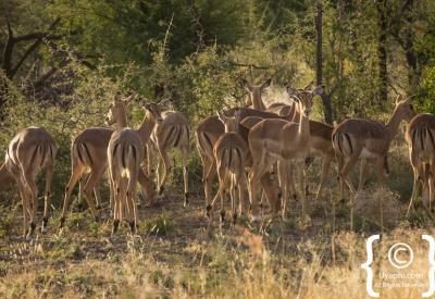 Wildlife open savannah Madikwe Game Reserve malaria-free South Africa game drive