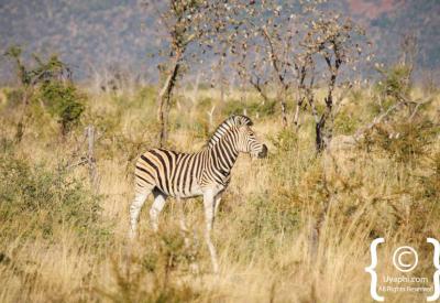Wildlife open savannah Madikwe Game Reserve malaria-free South Africa game drive