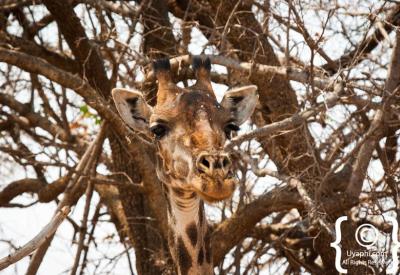 Impala herd Madikwe Game Reserve malaria-free North West Province South Africa