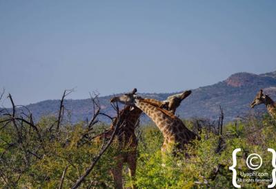 Birdlife from game drive Madikwe Game Reserve North West Province South Africa