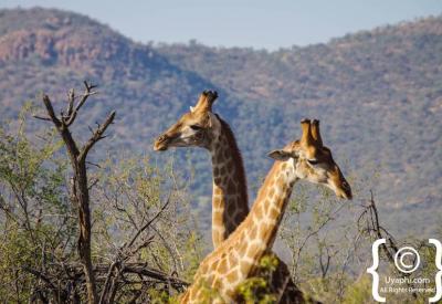 Birdlife from game drive Madikwe Game Reserve North West Province South Africa