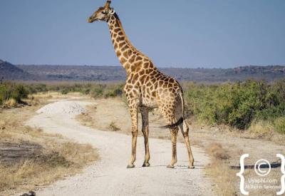 Wildlife at sunset Madikwe Game Reserve malaria-free North West South Africa safari