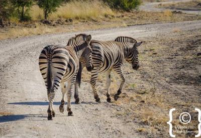 Wildlife at sunset Madikwe Game Reserve malaria-free North West South Africa safari