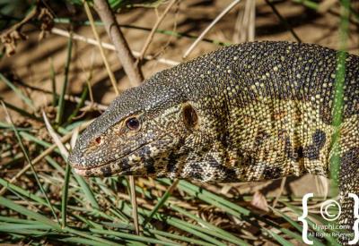 Diverse wildlife Madikwe Game Reserve competes with best Southern Africa malaria-free
