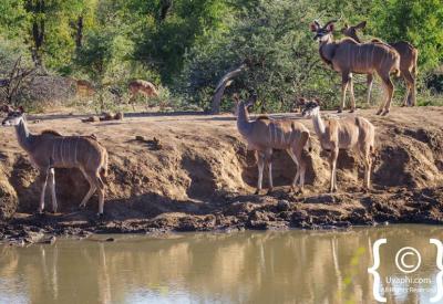 Diverse wildlife Madikwe Game Reserve competes with best Southern Africa malaria-free