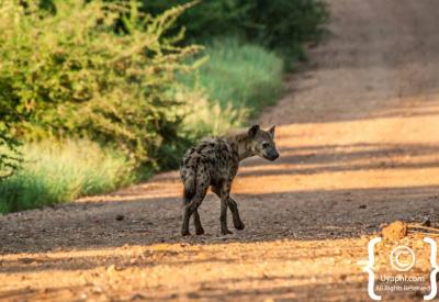 White rhino Madikwe Game Reserve Big Five malaria-free South Africa safari