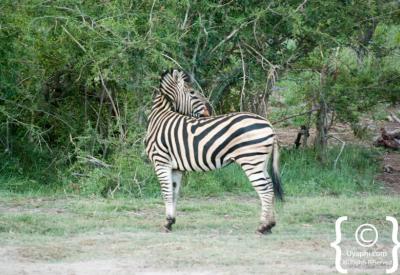 Burchell's zebra herd open savannah Madikwe Game Reserve South Africa safari