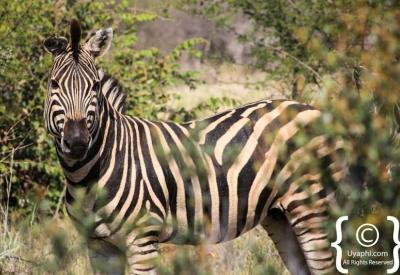 Plains zebra foal with mother Madikwe Game Reserve North West Province South Africa