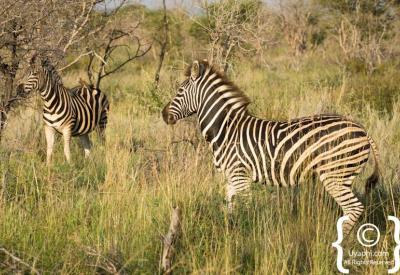 Plains zebra foal with mother Madikwe Game Reserve North West Province South Africa