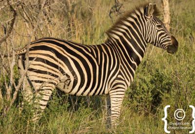 Zebra herd running Madikwe Game Reserve South Africa wildlife photography