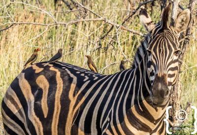 Zebra herd running Madikwe Game Reserve South Africa wildlife photography