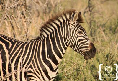 Burchell's zebra grazing open savannah Madikwe Game Reserve South Africa