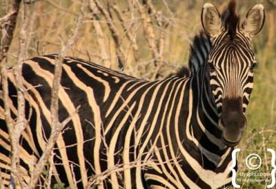 Burchell's zebra grazing open savannah Madikwe Game Reserve South Africa