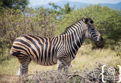 Burchell's Plains zebra head-on portrait Madikwe Game Reserve South Africa