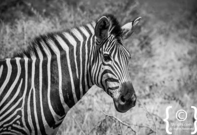 Burchell's Plains zebra head-on portrait Madikwe Game Reserve South Africa
