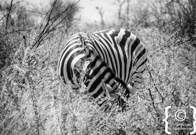 Zebra and impala mixed herd Madikwe Game Reserve South Africa game drive