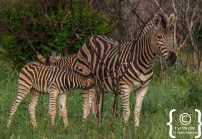 Burchell's zebra herd open savannah Madikwe Game Reserve South Africa safari