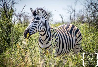 Zebra and impala mixed herd Madikwe Game Reserve South Africa game drive