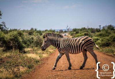 Zebra in golden afternoon light Madikwe Game Reserve North West South Africa