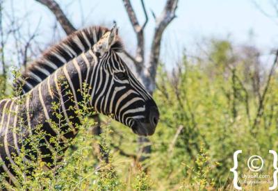 Zebra in golden afternoon light Madikwe Game Reserve North West South Africa