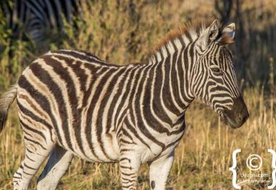 Zebra in golden afternoon light Madikwe Game Reserve North West South Africa