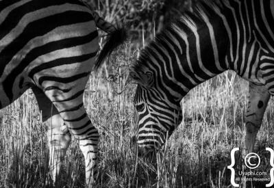 Plains zebra crossing open ground Madikwe Game Reserve South Africa safari