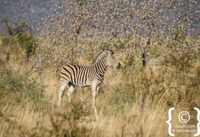 Plains zebra crossing open ground Madikwe Game Reserve South Africa safari