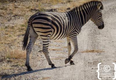 Burchell's zebra wildlife photography Madikwe Game Reserve South Africa