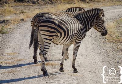 Burchell's zebra wildlife photography Madikwe Game Reserve South Africa