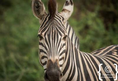 Burchell's zebra herd open savannah Madikwe Game Reserve South Africa safari