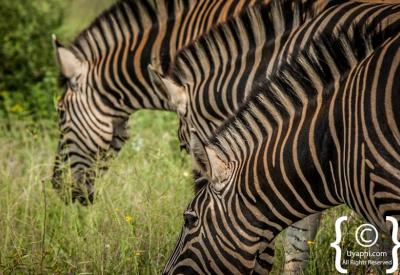 Plains zebra close-up unique stripe pattern Madikwe Game Reserve South Africa