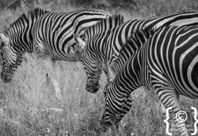 Plains zebra close-up unique stripe pattern Madikwe Game Reserve South Africa