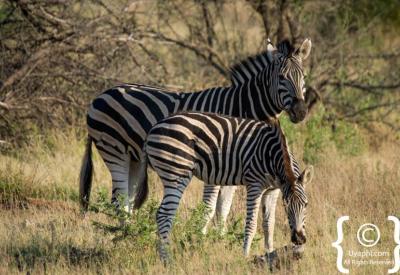 Zebra with wildebeest and giraffe mixed herd Madikwe Game Reserve South Africa