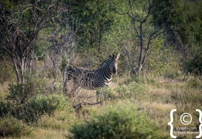 Zebra with wildebeest and giraffe mixed herd Madikwe Game Reserve South Africa