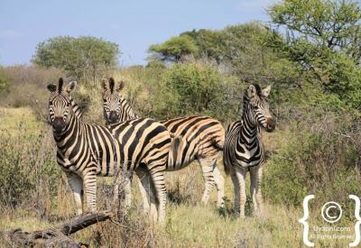 Burchell's zebra drinking at waterhole Madikwe Game Reserve South Africa
