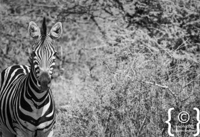 Burchell's zebra drinking at waterhole Madikwe Game Reserve South Africa