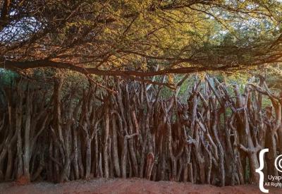 Motswiri Safari Lodge outdoor covered bar area Madikwe Game Reserve South Africa