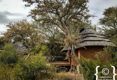 Madikwe Game Reserve bushveld scenery Motswiri Safari Lodge North West South Africa