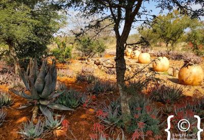 Open vehicle Big Five game drive Rhulani Safari Lodge Madikwe Game Reserve South Africa