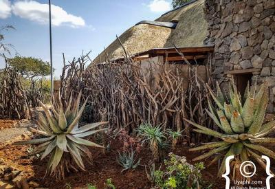 Open vehicle Big Five game drive Rhulani Safari Lodge Madikwe Game Reserve South Africa