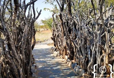 Big Five wildlife sighting Rhulani Safari Lodge Madikwe Game Reserve South Africa