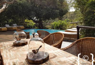 Tuningi Safari Lodge rim-flow pool wooden deck Madikwe Game Reserve South Africa