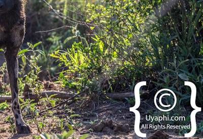 Madikwe Wild Dog Photo Gallery